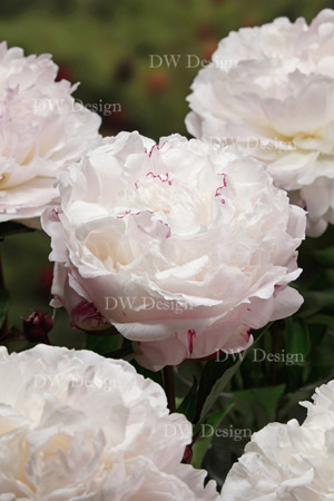 paeonia shirley temple